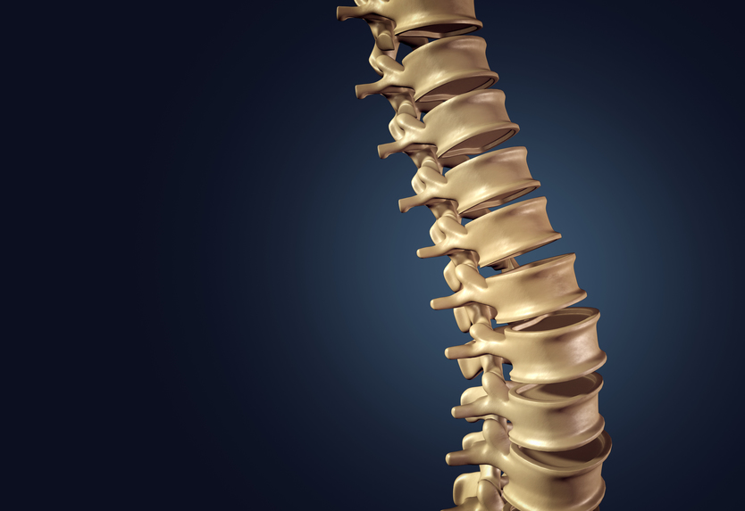 Skeletal human spine and vertebral column or intervertebral discs on a dark background as a medical concept as a 3D illustration.