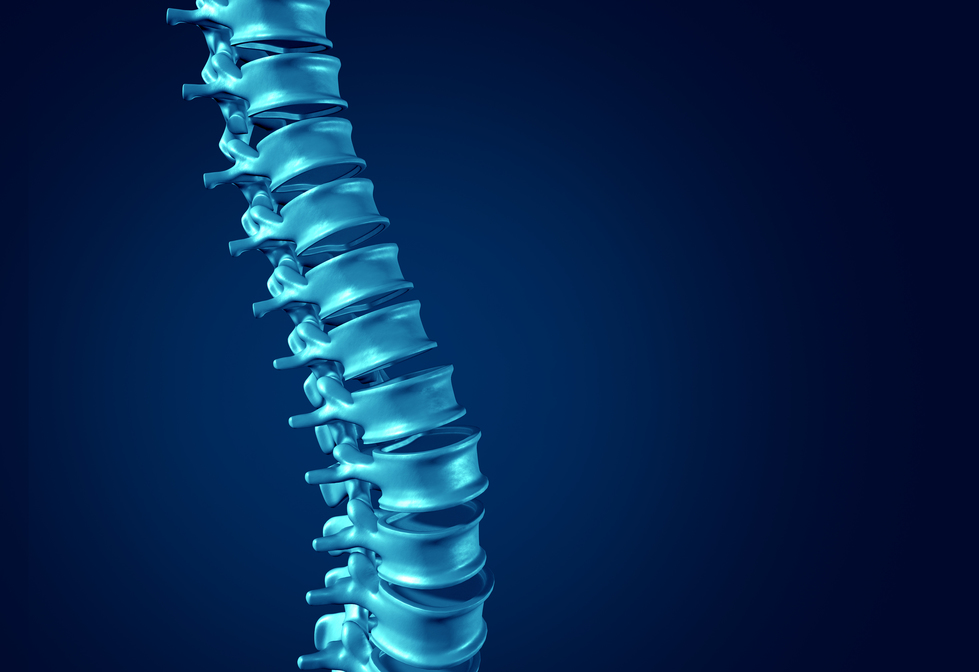 Human Spine concept as medical health care anatomy symbol with the skeletal spinal bone structure closeup on a dark blue background as blank copy space.